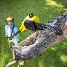 Best Arborist Consultation Services  in New Windsor, MD