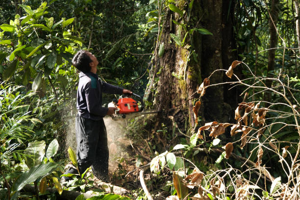 Best Hazardous Tree Removal  in New Windsor, MD